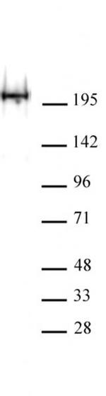RNA Pol II Antibody in Western Blot (WB)