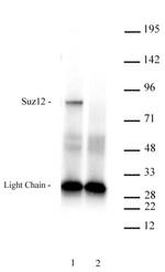 Suz12 Antibody in Immunoprecipitation (IP)