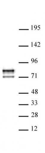 Lamin A/C Antibody in Western Blot (WB)