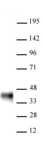 BMI-1 Antibody in Western Blot (WB)