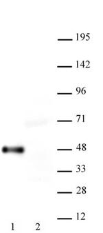 Myc-Tag Antibody in Western Blot (WB)