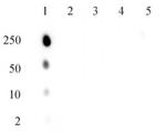 Phospho-ATM (Ser1981) Antibody in Dot Blot (DB)