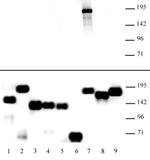 KDM5A Antibody in Western Blot (WB)
