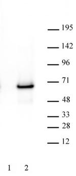 c-Myc Antibody in Western Blot (WB)