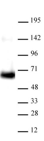 HDAC1 Antibody in Western Blot (WB)