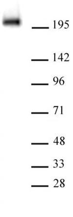 Phospho-RNA Pol II CTD (Tyr1) Antibody in Western Blot (WB)