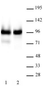 Nucleolin Antibody in Western Blot (WB)