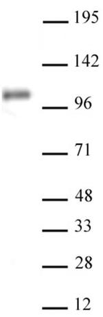 Notch1 Antibody in Western Blot (WB)