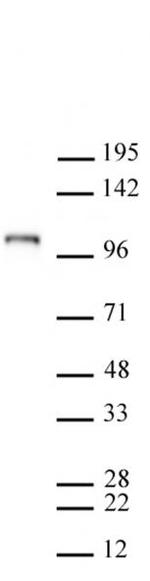 Mili / PiwiL2 Antibody in Western Blot (WB)