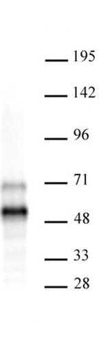 MEIS 1/2/3 Antibody in Western Blot (WB)