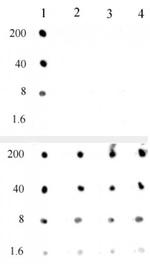 Histone H3K4me0 Antibody in Dot Blot (DB)