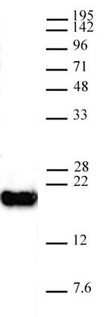 Histone H3K4me0 Antibody in Western Blot (WB)