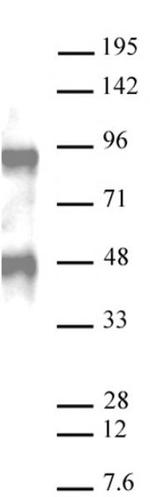 Bcl6 Antibody in Western Blot (WB)