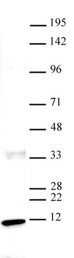 Histone H4 Antibody in Western Blot (WB)
