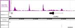 BRD4 Antibody in ChIP-Sequencing (Chip-Seq)