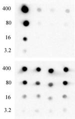 Histone H3K4me0 Antibody in Dot Blot (DB)