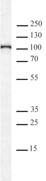 KDM1B/LSD2 Antibody in Western Blot (WB)