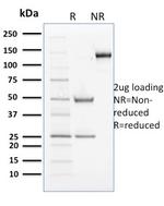 Cyclin B2 Monoclonal Antibody (X29.2)
