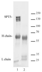 Supt5H/SPT5 Antibody in Immunoprecipitation (IP)