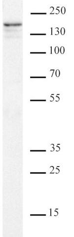 Supt5H/SPT5 Antibody in Western Blot (WB)