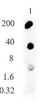 SARS-CoV-2 Spike Antibody in Dot Blot (DB)