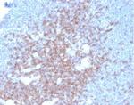 CD2/Lymphocyte Function Antigen 2 (LFA-2) Monoclonal Antibody (LFA2/7102)