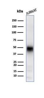 CD2/Lymphocyte Function Antigen 2 (LFA-2) Antibody in Western Blot (WB)