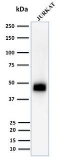 CD2/Lymphocyte Function Antigen 2 (LFA-2) Antibody in Western Blot (WB)
