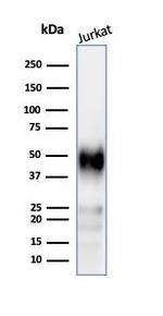 CD2/Lymphocyte Function Antigen 2 (LFA-2) Antibody in Western Blot (WB)