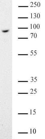 BRD9 Antibody in Western Blot (WB)