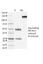 CD3e (T-Cell Marker) Antibody in SDS-PAGE (SDS-PAGE)