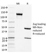 CD3e Antibody in SDS-PAGE (SDS-PAGE)