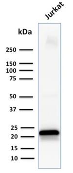 CD3e Antibody in Western Blot (WB)