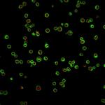 CD3e (T-Cell Marker) Antibody in Immunocytochemistry (ICC/IF)