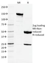 CD3e (T-Cell Marker) Antibody in SDS-PAGE (SDS-PAGE)