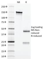 CD3e (T-Cell Marker) Antibody in SDS-PAGE (SDS-PAGE)
