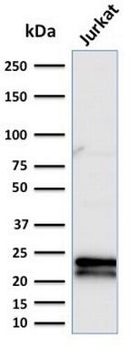 CD3e (T-Cell Marker) Antibody in Western Blot (WB)