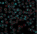 CD3e (T-Cell Marker) Antibody in Immunocytochemistry (ICC/IF)