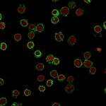 CD3e (T-Cell Marker) Antibody in Immunocytochemistry (ICC/IF)