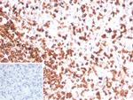 CD3e (T-Cell Marker) Antibody in Immunohistochemistry (Paraffin) (IHC (P))
