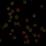 CD3e (T-Cell Marker) Antibody in Immunocytochemistry (ICC/IF)