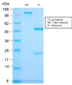 CD3e (T-Cell Marker) Antibody in SDS-PAGE (SDS-PAGE)