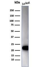 CD3e (T-Cell Marker) Antibody in Western Blot (WB)