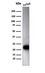 CD3e (T-Cell Marker) Antibody in Western Blot (WB)