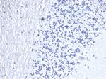 CD3e (T-Cell Marker) Recombinant Rabbit Monoclonal Antibody (C3e/4653R)