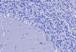 CD3e (T-Cell Marker) Antibody in Immunohistochemistry (Paraffin) (IHC (P))