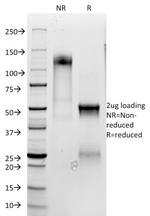 CD3e (T-Cell Marker) Antibody in SDS-PAGE (SDS-PAGE)