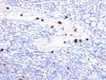 Myeloid-Associated Differentiation Marker (MYADM) Monoclonal Antibody (MYADM, 972)
