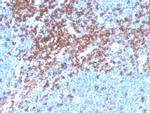 CD4 Antibody in Immunohistochemistry (Paraffin) (IHC (P))