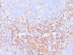 CD4 Antibody in Immunohistochemistry (Paraffin) (IHC (P))